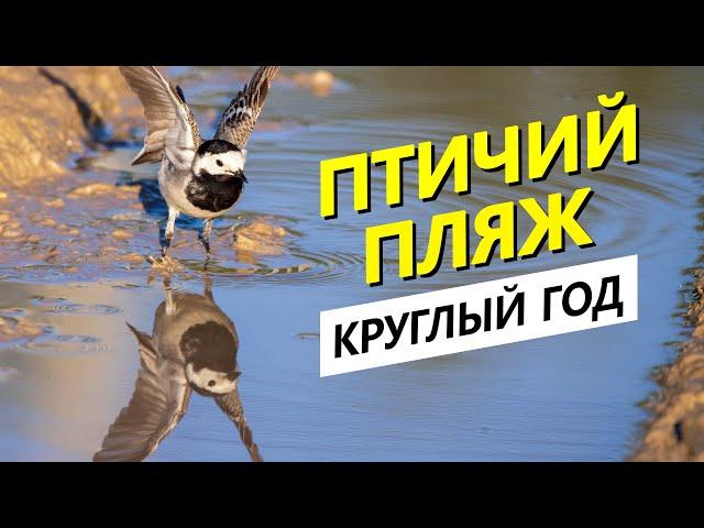 Как и зачем птицы пьют и купаются