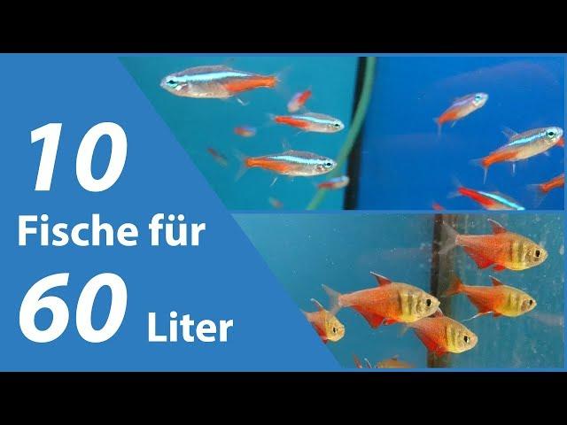 10 Fische für kleine Aquarien (60 Liter)