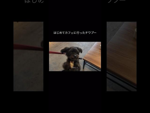 はじめてのカフェで大興奮の犬