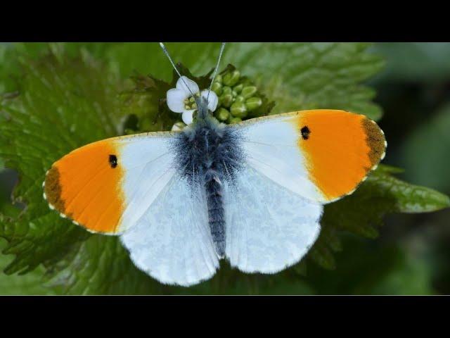 UK Butterflies  4K  Part I #UKbutterflies #UK #butterflies #eswaranisai