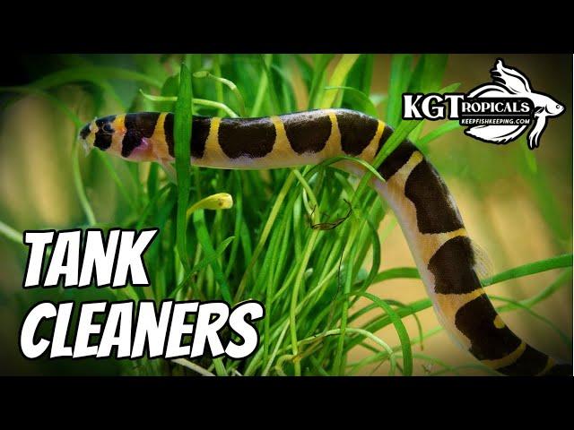 10 Best Fish Tank Cleaners!