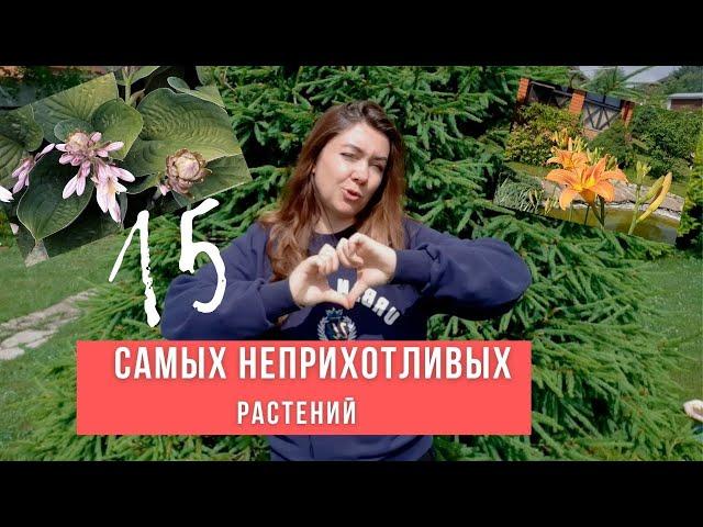 ТОП САМЫХ НЕПРИХОТЛИВЫХ РАСТЕНИЙ ДЛЯ МАЛОУХОДНОГО САДА