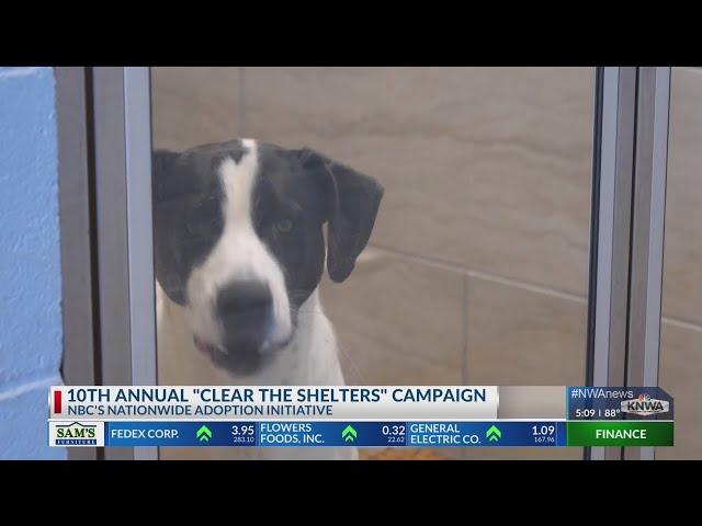 Clear the Shelters pet adoption event returns for 10th year