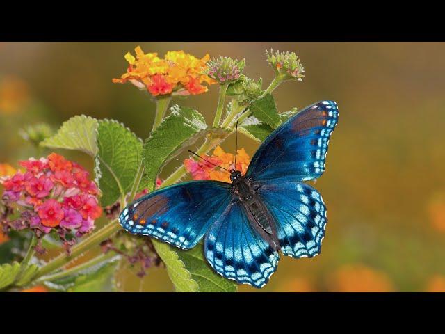 Peaceful Relaxing Instrumental Music, Meditation Calm Music, "Butterfly Garden" By Tim Janis