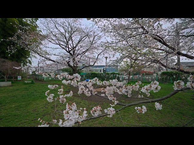 Blooming cherry walk at Tokyo Kodaira・4K HDR