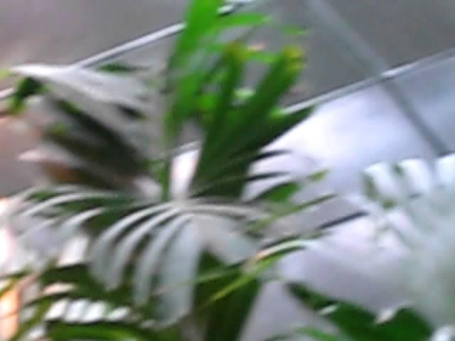 Butterfly Palace