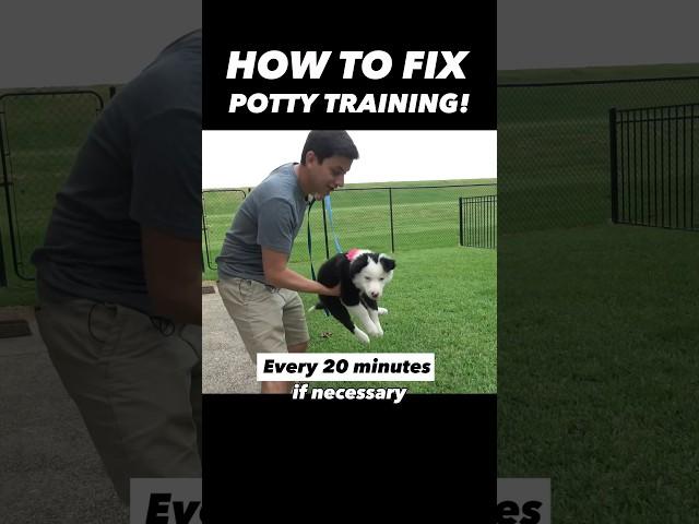 How to Fix Potty Training in 15 Seconds!  It’s That Easy!! #dogtrainer #puppytraining #dogtraining
