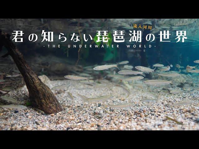 【水中映像】琵琶湖の川に生きる魚 4K／The Underwater World