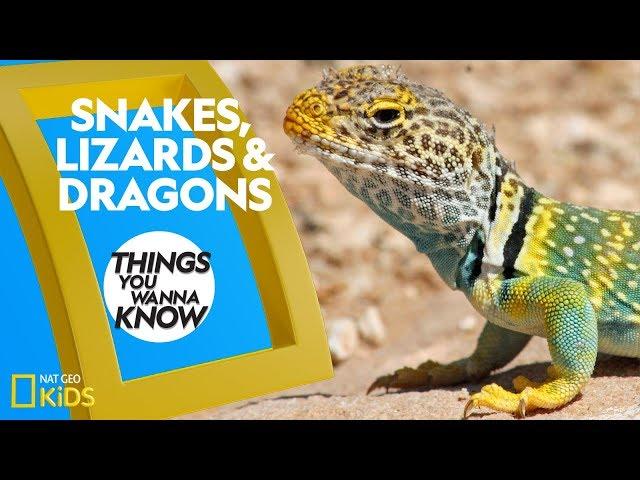 Cool Facts About Snakes, Lizards & Dragons | Things You Wanna Know