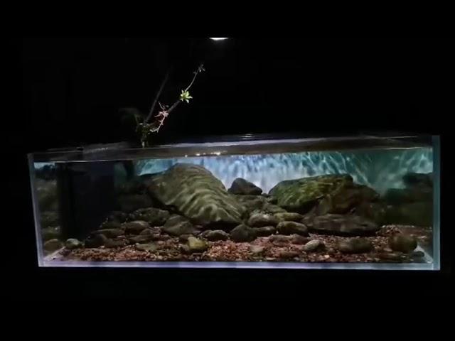 Biotope aquarium tank  with ZETLIGHT ufo f8 pro LED light