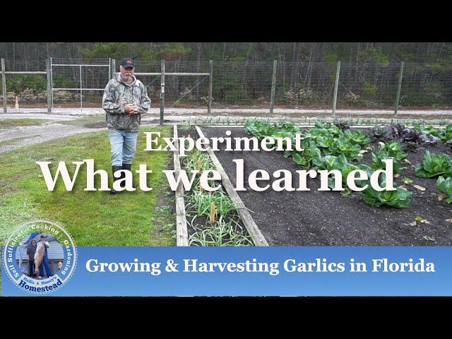 Growing and Harvesting Garlic Experiment | What we learned