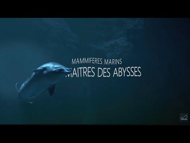 Marine Mammals: Masters of the Abyss