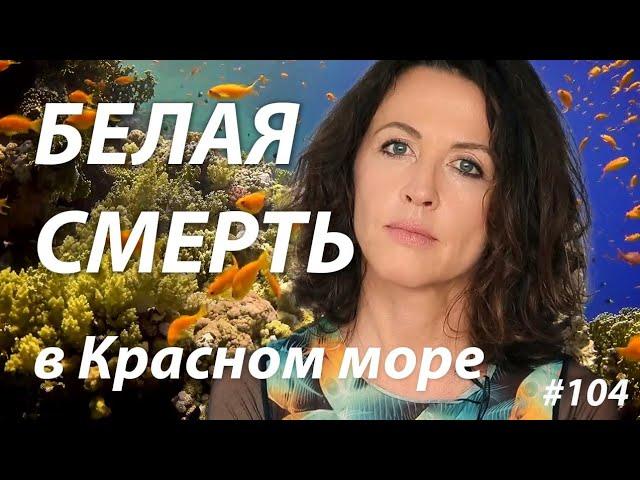 Белая смерть в Красном море: почему выцветают кораллы