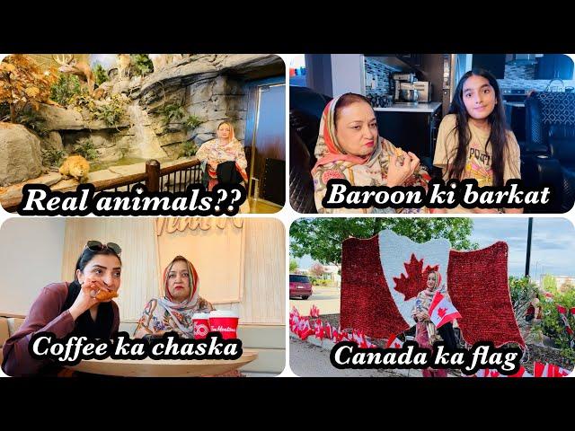 Real animals in store | Ammi ko lagaya coffee ka chaska | Ghar main baroon ki barkat | Canadian flag