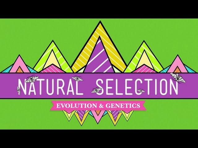 Natural Selection - Crash Course Biology #14