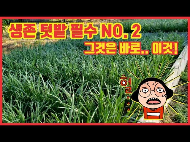 생존 텃밭 필수 작물 #2, Survival Vegetable, 부추는 1년중 9개월 수확, 피를 맑게 하는 식물, 미국에서 이렇게 산다, 물물교환시대 대비 작물, 나는 준비족이다