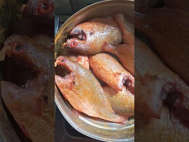 Bengali Fish