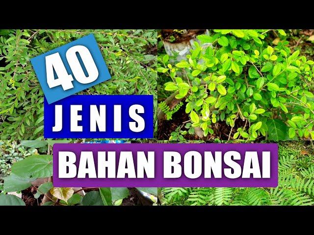 MENGENAL 40 JENIS BAHAN BONSAI, PEMULA WAJIB NONTON