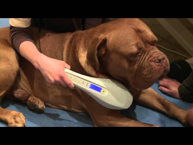 ROSIN Tiergesundheit - Lasertherapie