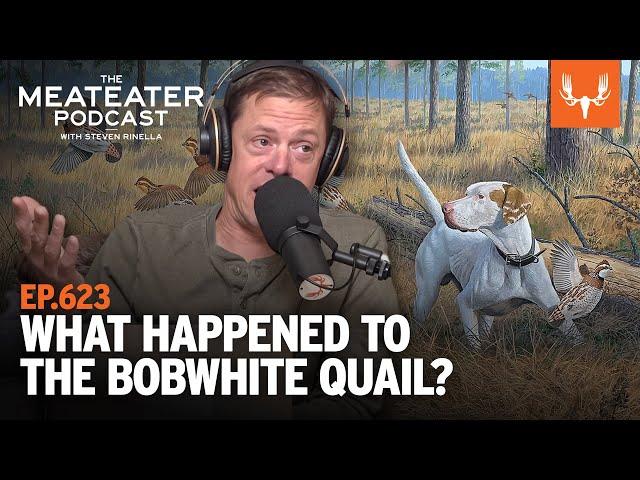 What Happened to the Bobwhite Quail | The MeatEater Podcast