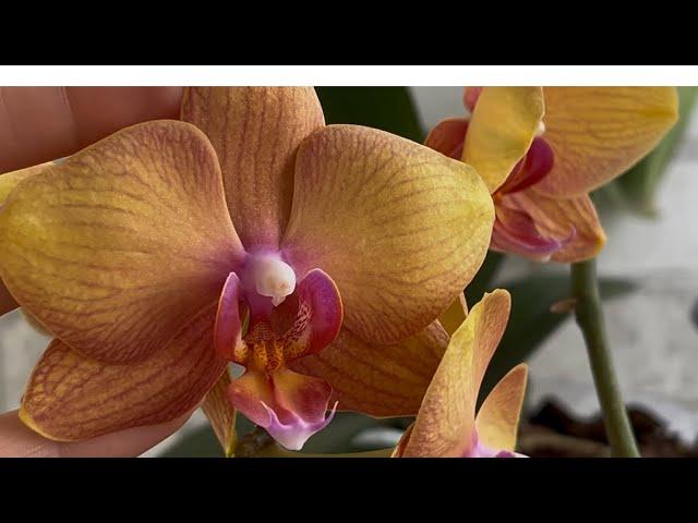 How My Orchids Bloom in a Closed Containment System 