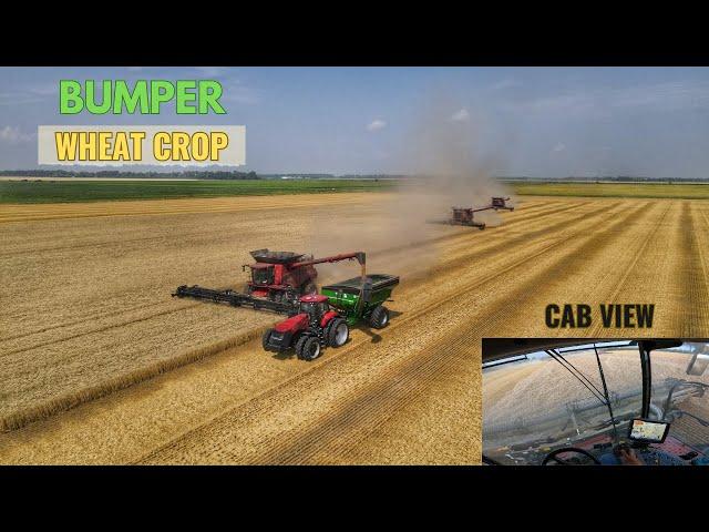 Harvesting a RECORD wheat crop