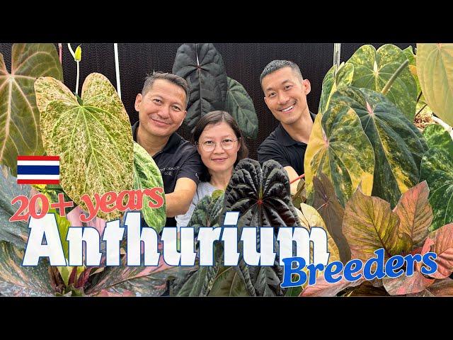 Anthurium Master Breeder   | The Most  Colorful Anthurium Foliage + Meet The Night Dragon!