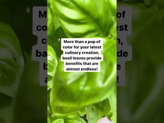 5 main health benefits of basil.