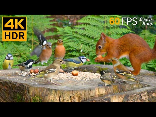 Cat TV for Cats to Watch ️ Eye-catching Birds and Red Squirrels  Nature Fun 4K HDR 60FPS