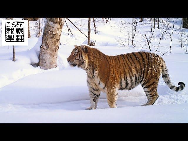 俄罗斯东北虎种群在西伯利亚逐渐恢复