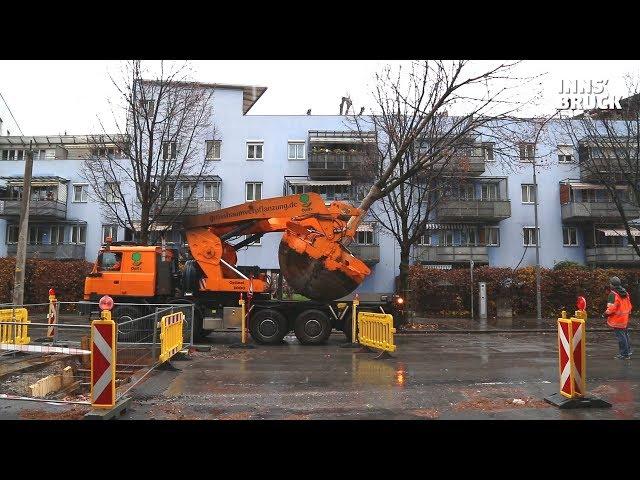 Großbaumverpflanzung in Innsbruck: Zwei Bäume auf Stadtrundfahrt