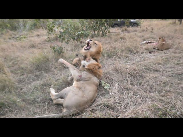 Vicious lion fight