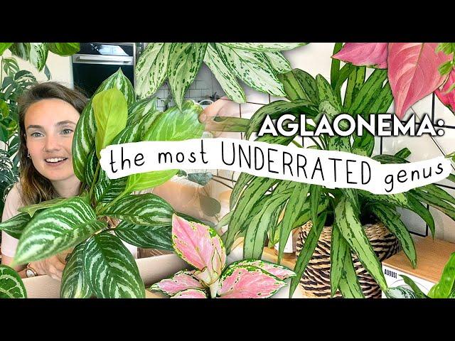 this will make you buy more plants... AGLAONEMA Collection Tour, Unboxing + Tips 