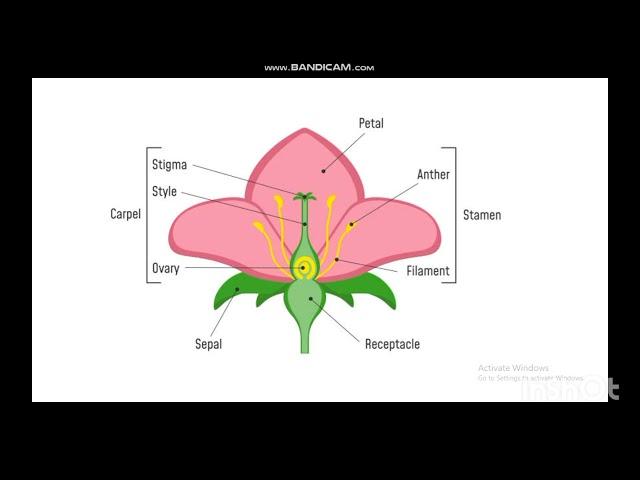 Horticulture Mcqs | Seed Certification| AO| ppsc| FPSC| KPPSC| MAHA | UAF