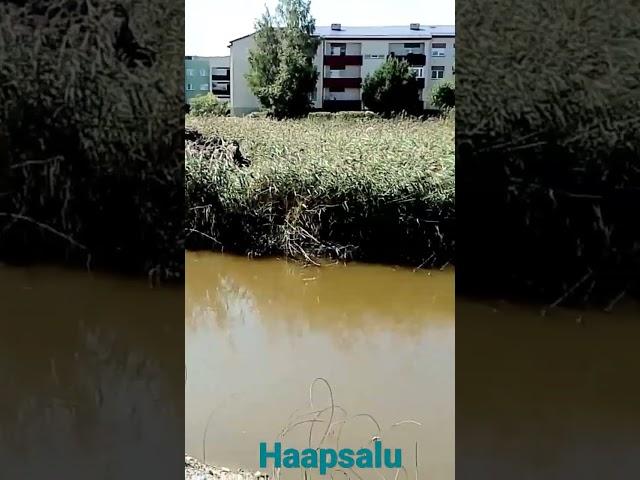 Каналы Хаапсалу. #эстония #estonia  #каналы