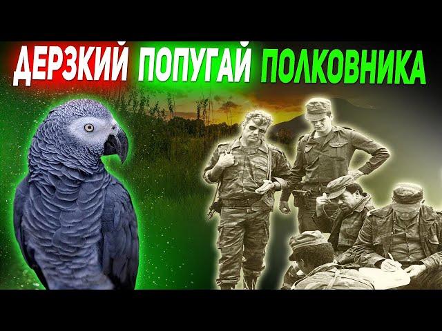 «БЕЗОБРАЗИЕ, НИКАКОГО ПОРЯДКА»! - Жако, попугай  полковника из Анголы