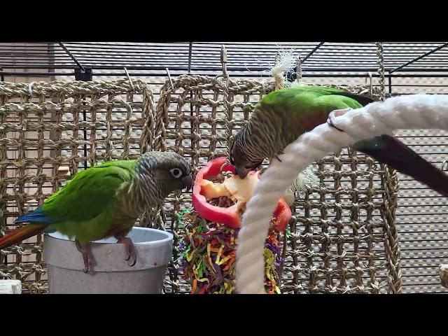 7 hours of conure parakeet sounds for relaxation