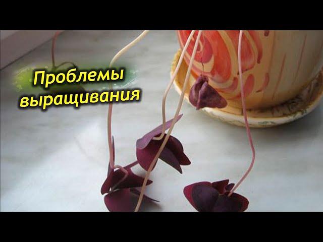 Кислица (оксалис) – проблемы выращивания. Болезни и вредители растения.