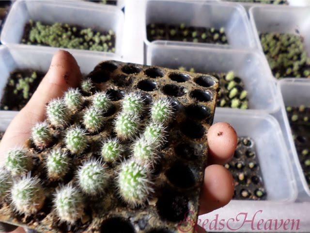 how to grow cactus seeds