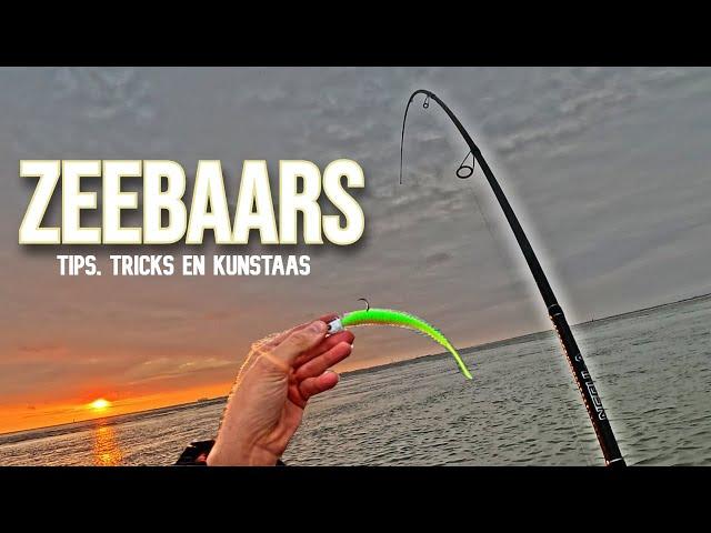 ZEEBAARS vissen POV: TIPS, TRICKS en KUNSTAAS onthuld. Zo vang je meer BAARS!