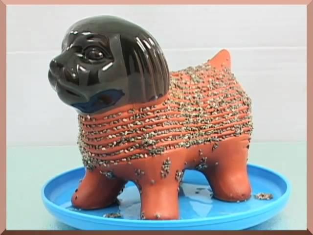 Chia Pet Time Lapse (Puppy)