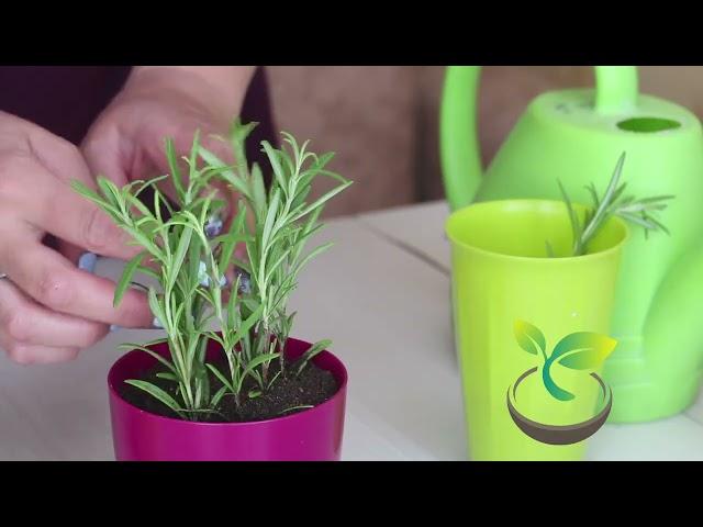  How to Plant Rosemary : Ultimate guide