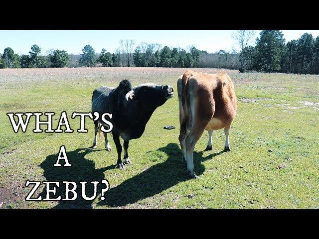 WHAT'S A ZEBU? & Why A ZEBU?