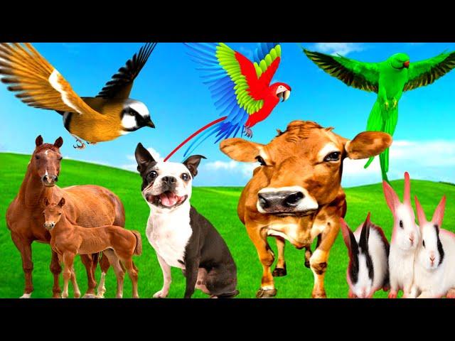 Cute Baby animals - Buffalo, Dog, Rabbit, Camel, Cow, Elephant, Monkey, Parrot, Cat