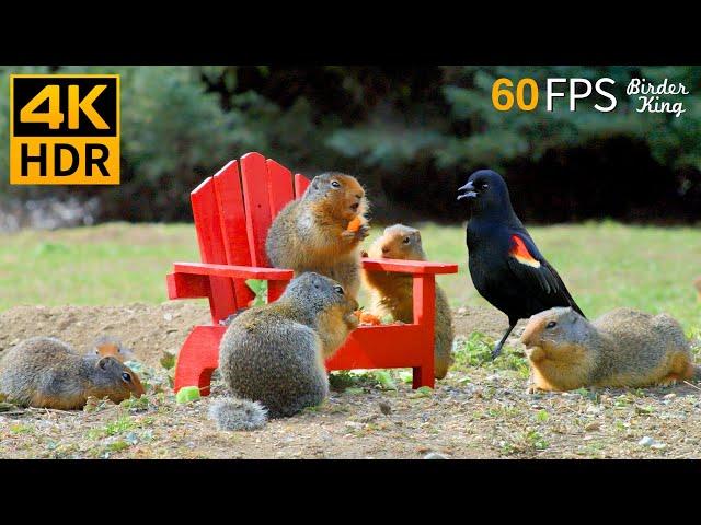 Cat TV for Cats to Watch  Pretty Birds and Squirrels  8 Hours 4K HDR 60FPS