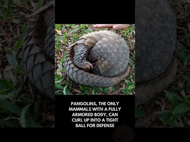 interesting facts about animals 21 #facts #animals