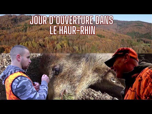 Journée d'ouverture en Alsace : des battues animées! (sangliers, cerf,chevreuils)//Wildboar hunting