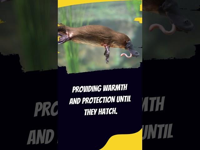 Egg-laying Marvels: Platypus Reproduction  #animals #animalfacts #viral