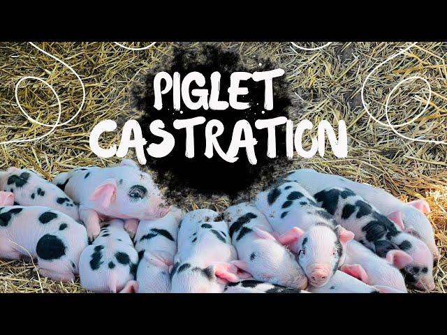 How to Castrate a Piglet!