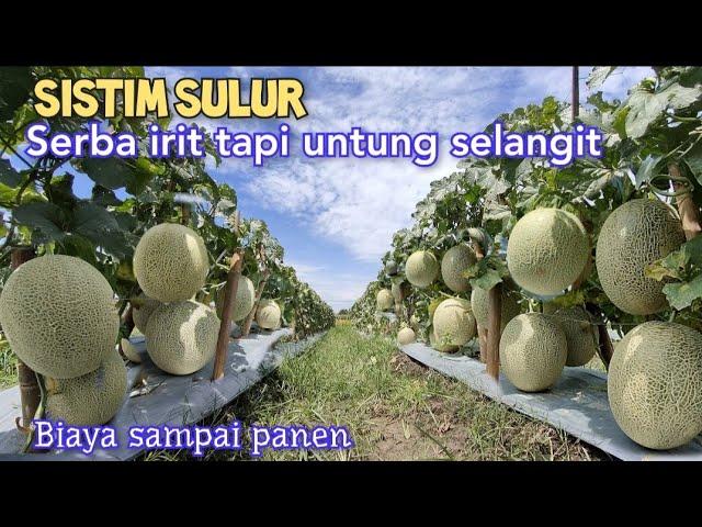 Begini Cara Tanam Melon Irit Bibit Irit Biaya, Hasilnya Tetap Maksimal